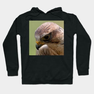 Saker Falcon Hoodie